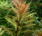 Прозерпинака болотная (Proserpinaca palustris)