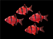 Барбус суматранский красный Glo Fish (Barbus partipentazona GloFish )