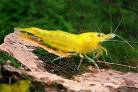 Креветка "Желтый неон" (Neocaridina Yellow neon)
