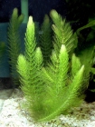 Ceratophyllum demersum (Роголистник подводный)